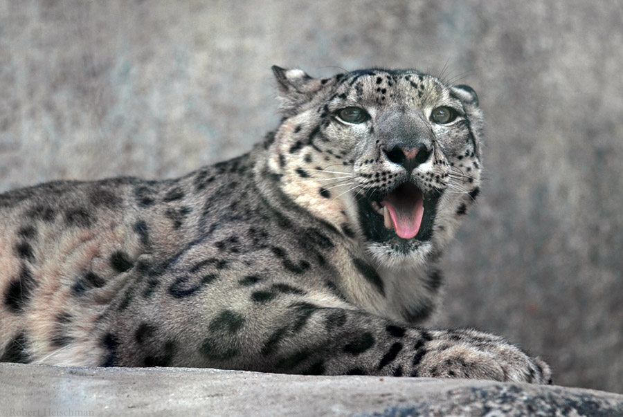 Snow Leopard 1605