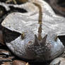 Gaboon Viper