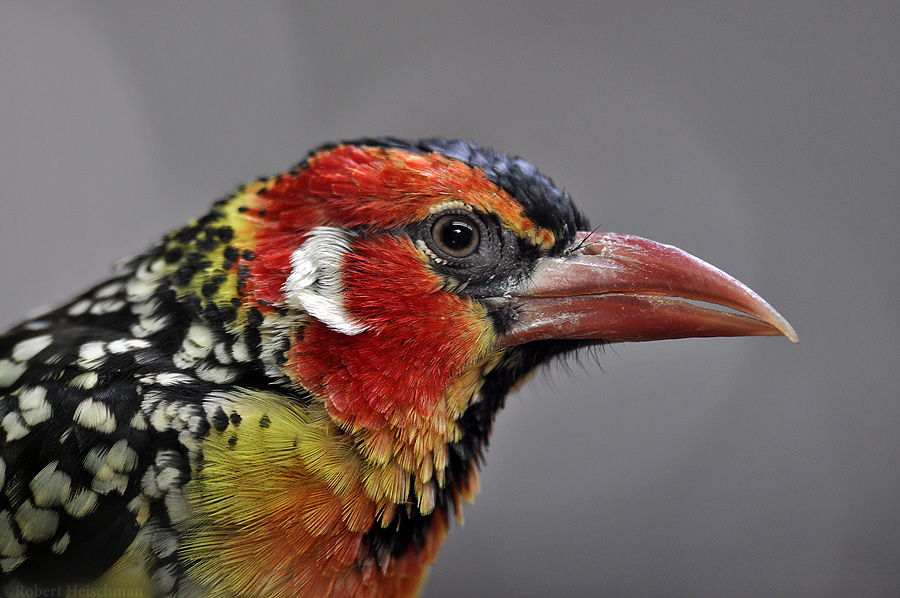 Red and Yellow Barbet