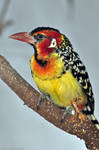 Red and Yellow Barbet 2 by robbobert