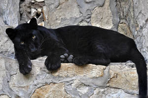 Black Leopard 0250