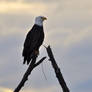 San Juan Bald Eagle - Perched