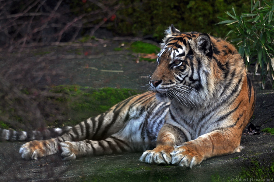 Sumatran Tiger 1623