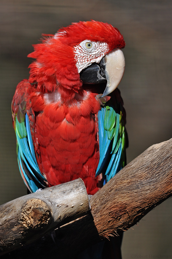 Green-winged Macaw 2614