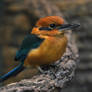 Micronesian Kingfisher 2685