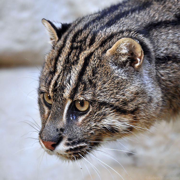 Fishing Cat Portrait