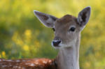Fallow Deer 3879