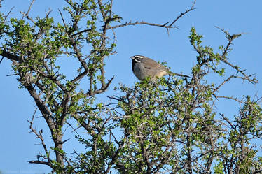 Black-throated Sparrow