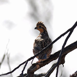 Bobwhite 5294