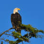 Bald Eagle 7206