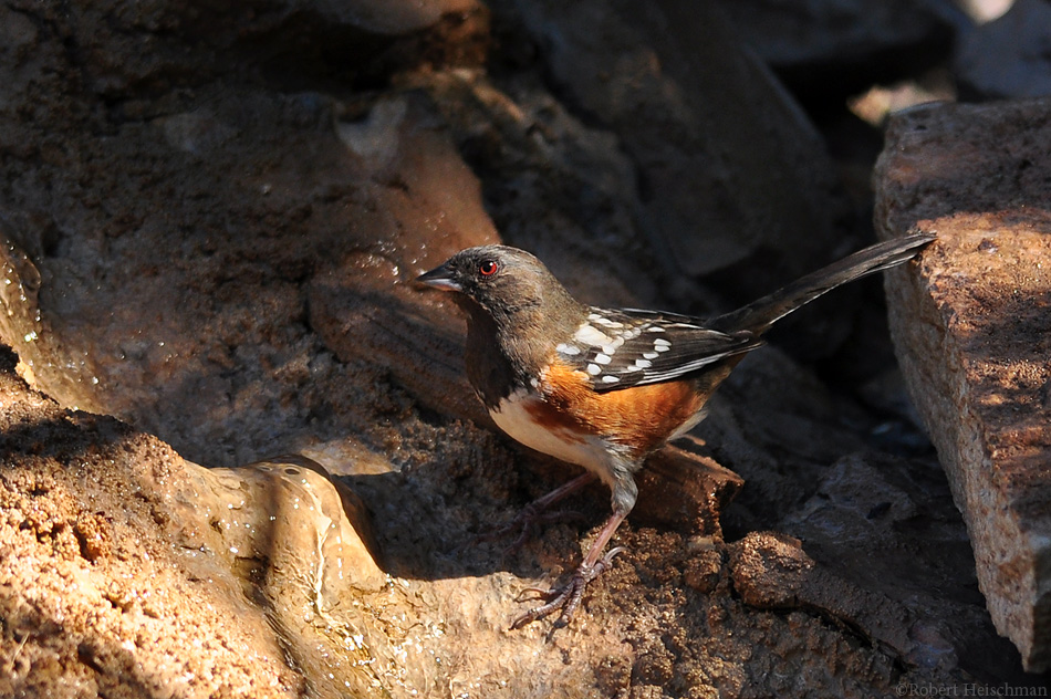 Spotted Towhee