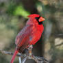 Northern Cardinal 7970
