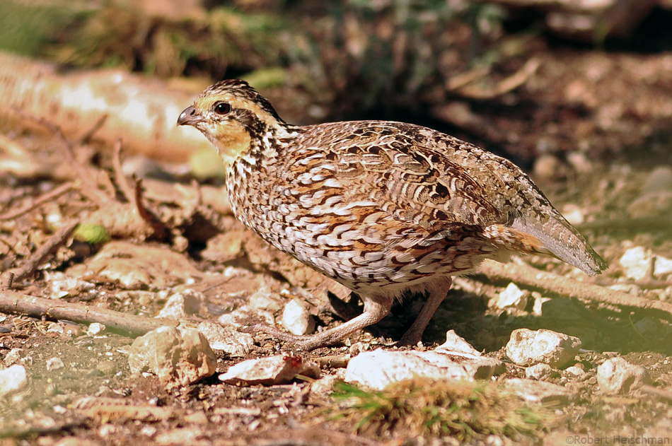 Northern Bobwhite 9007