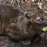 Fossa 0303