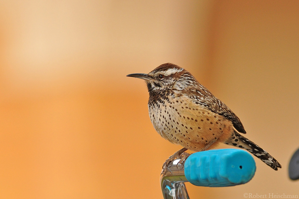 Cactus Wren 1073