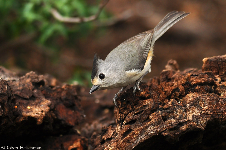 Black-crested Titmouse 1753