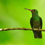 Rufous-tailed Hummingbird