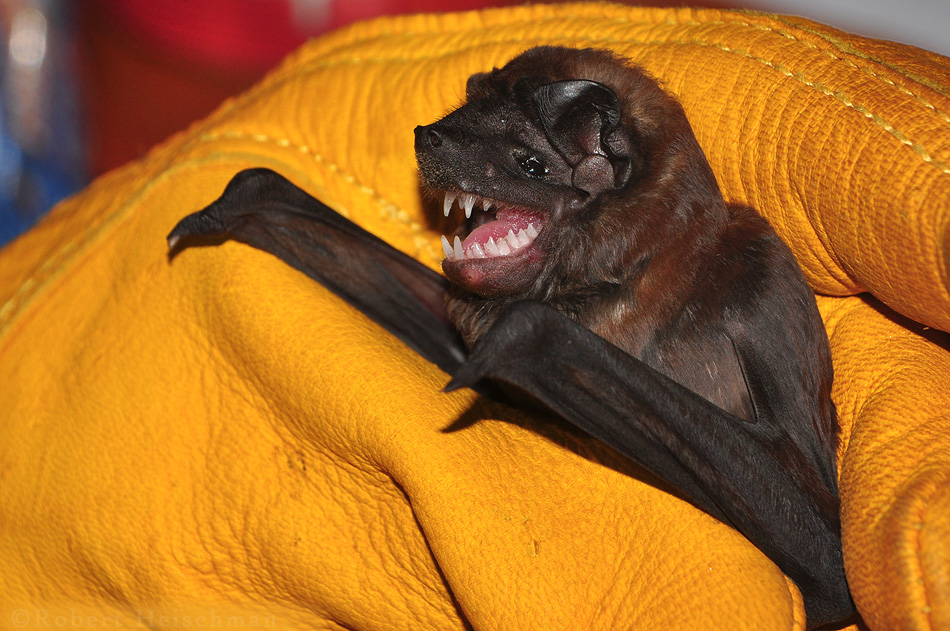 Molossus sinaloae (Sinaloan Mastiff Bat)