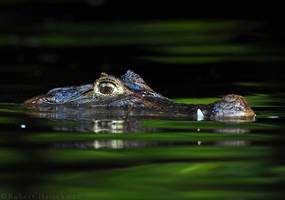 Spectacled Caiman