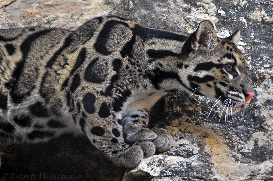 Rock Climber