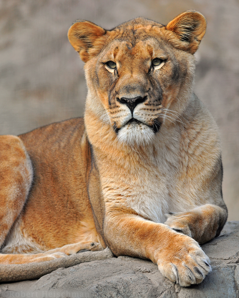 Lioness Portrait