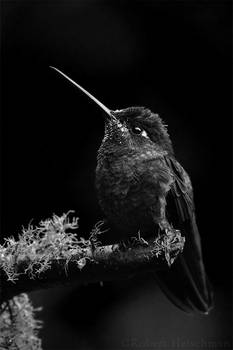 Black and White Week #3: Magnificent Hummingbird