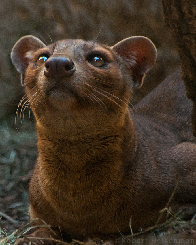 Shady Fossa