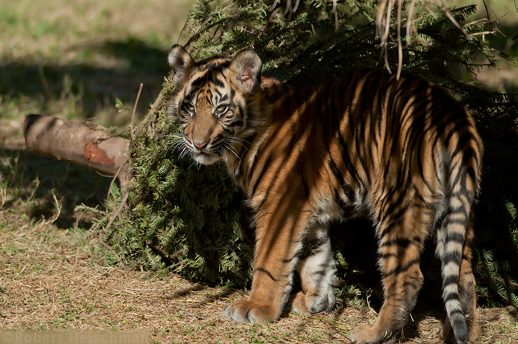 Camo Cub