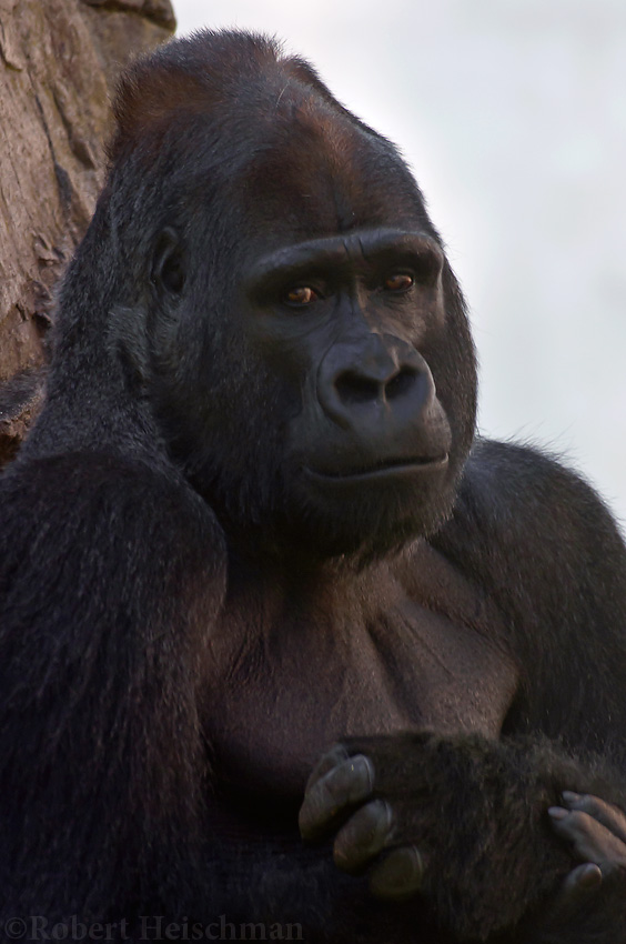 Gorilla Portrait