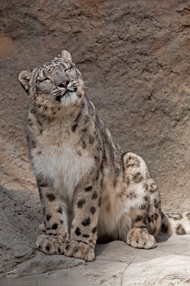 Smiling Snow Leopard