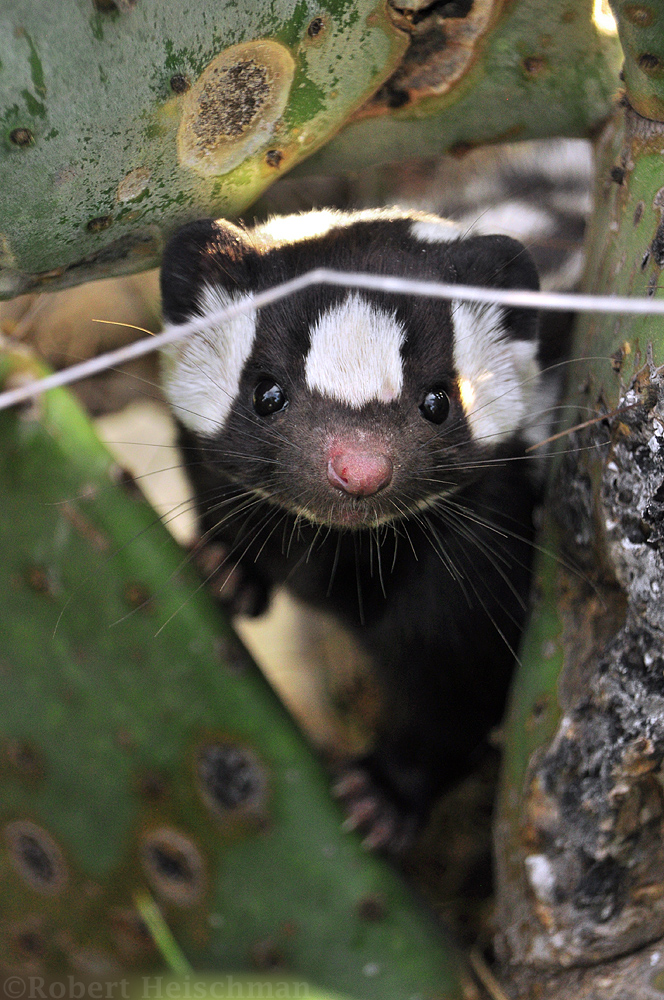 Western Spotted Skunk Portrait 2