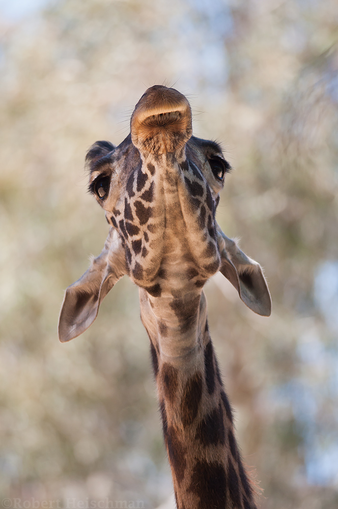 A Giraffe with Attitude