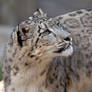 Snow Leopard Portrait