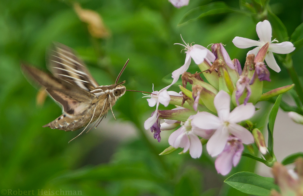 White-lined Sphinx