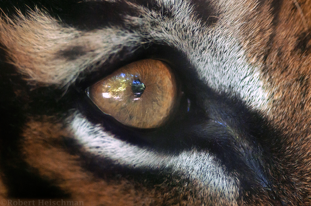 Eye of the Tiger