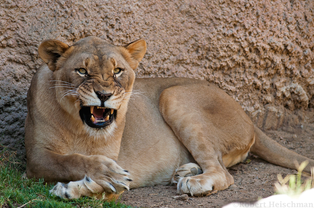 Another Cranky Lion