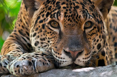 Jaguar Portrait 1346