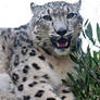 Belated International Snow Leopard Day