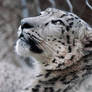 Belated International Snow Leopard Day 2