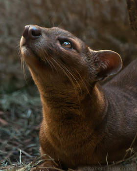 Fossa 3219