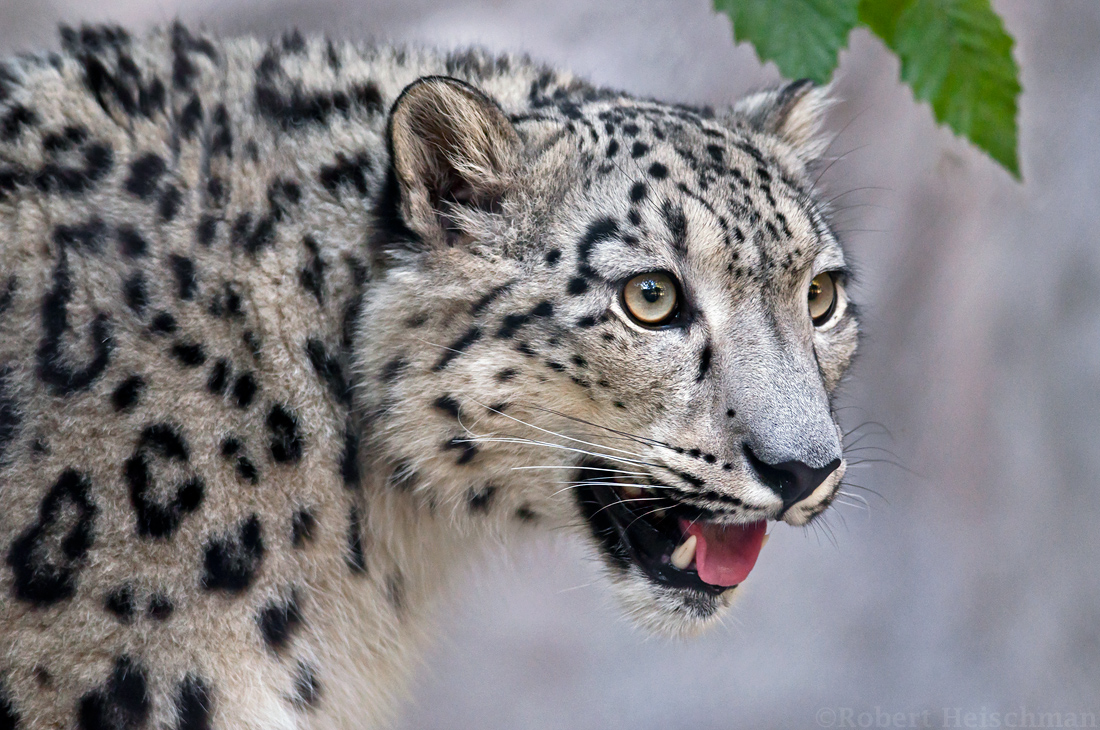 Snow Leopard Portrait 0783