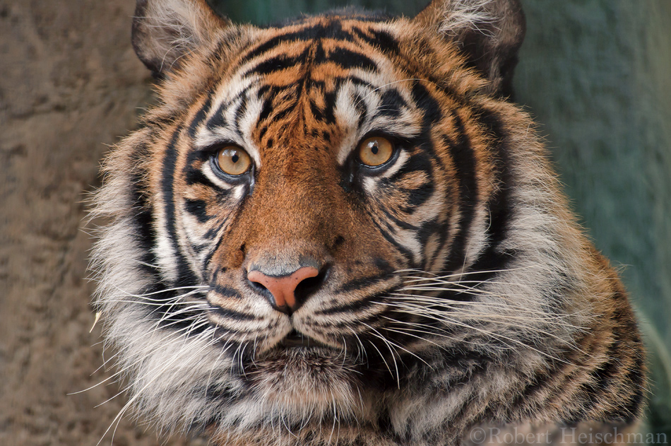 Sumatran Tiger 0095