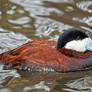 Ruddy Duck