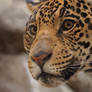 Jaguar Portrait 7633