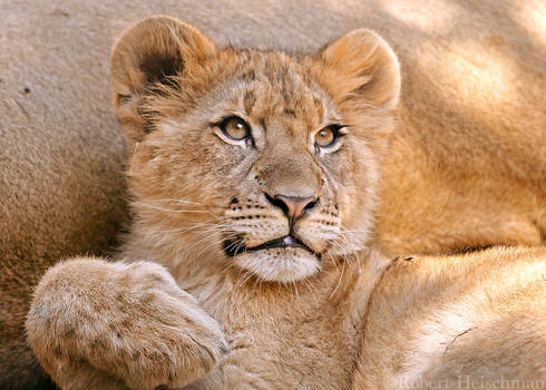 Lion Cub 0149