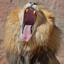 The Biggest Yawn