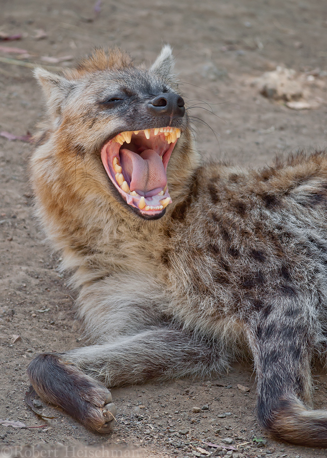 Spotted Hyena 0237