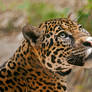 Jaguar Portrait 1061