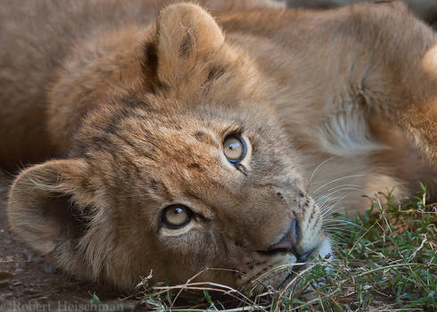 Lion Cub 0005