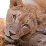 African Lion Cub 0227